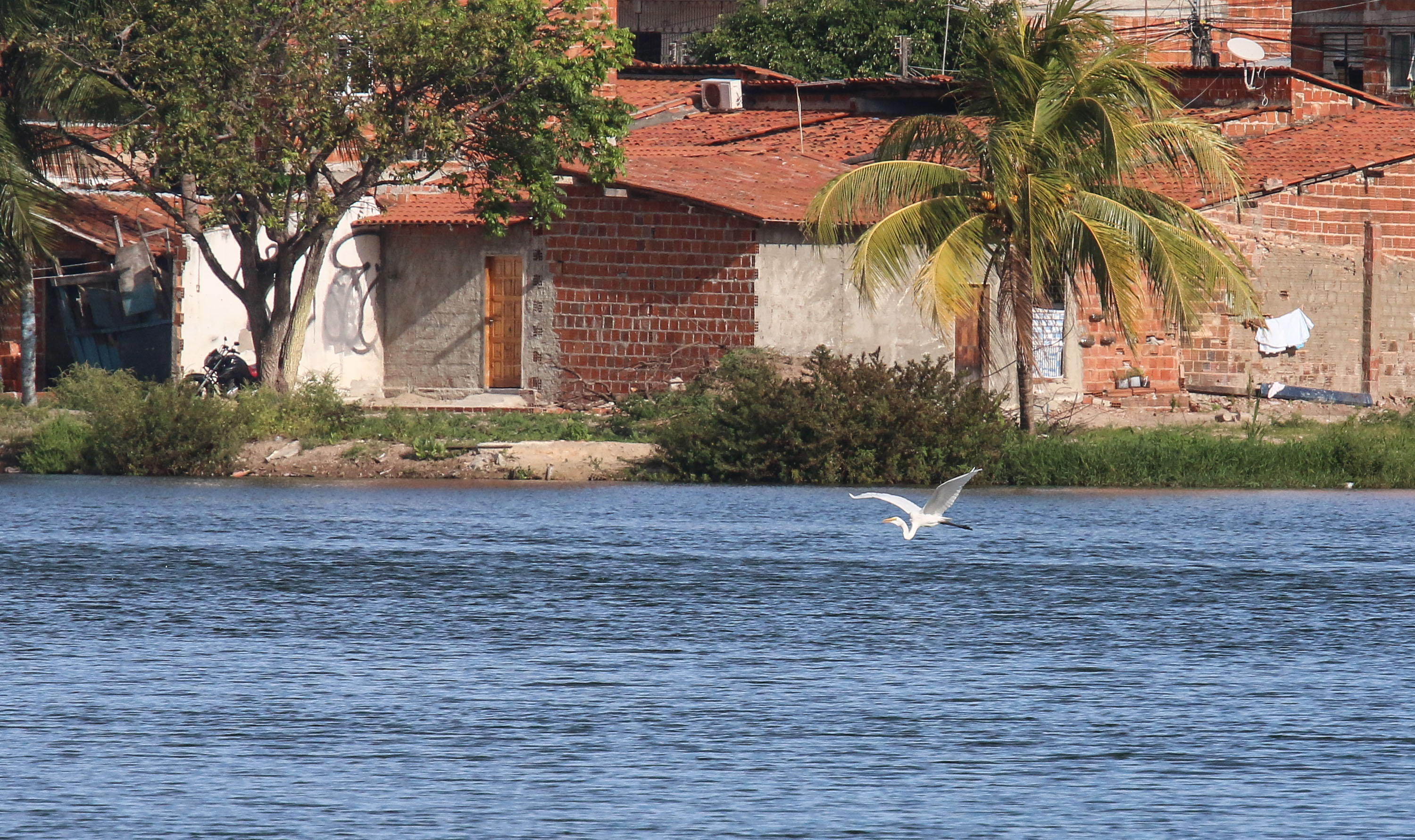 a foto mostra a lagoa do papicu em primeiro plano e as casas do seu entorno no segundo plano. Uma garça voa baixo sobre a lagoa